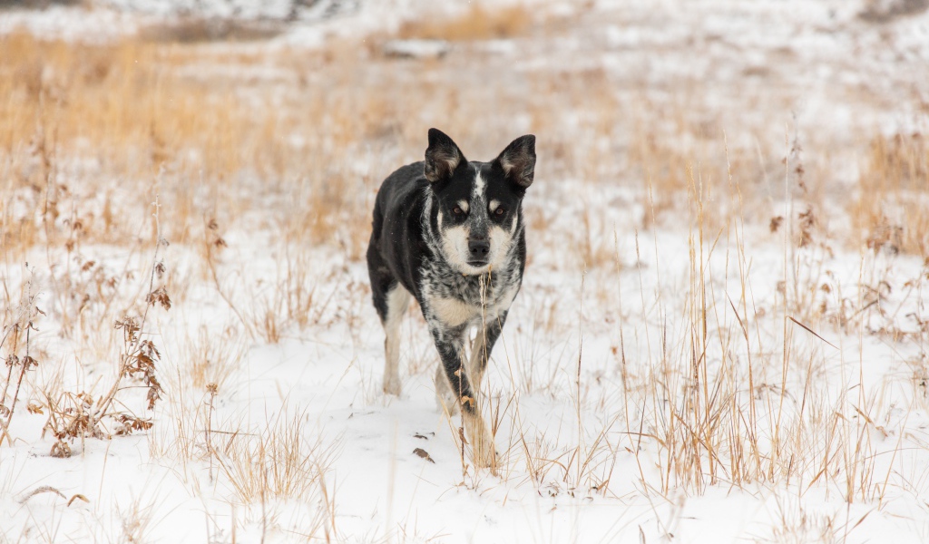 Собака идет по покрытой снегом траве