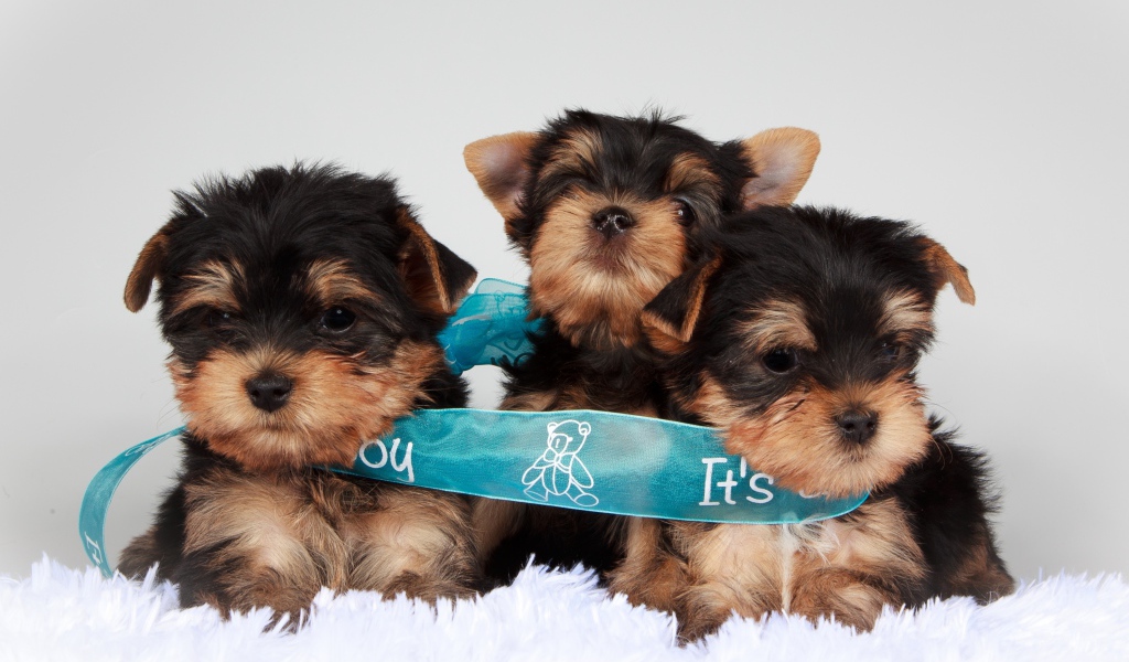 Три щенка йоркширского терьера перевязаны голубой лентой