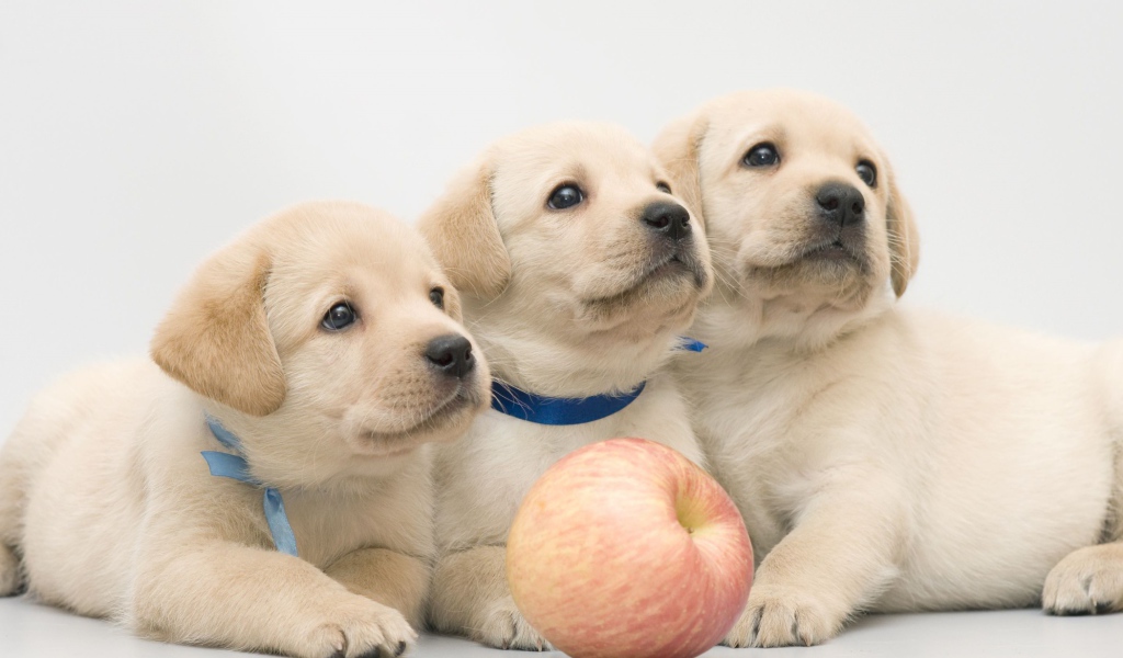Три забавных щенка золотистого ретривера с яблоком