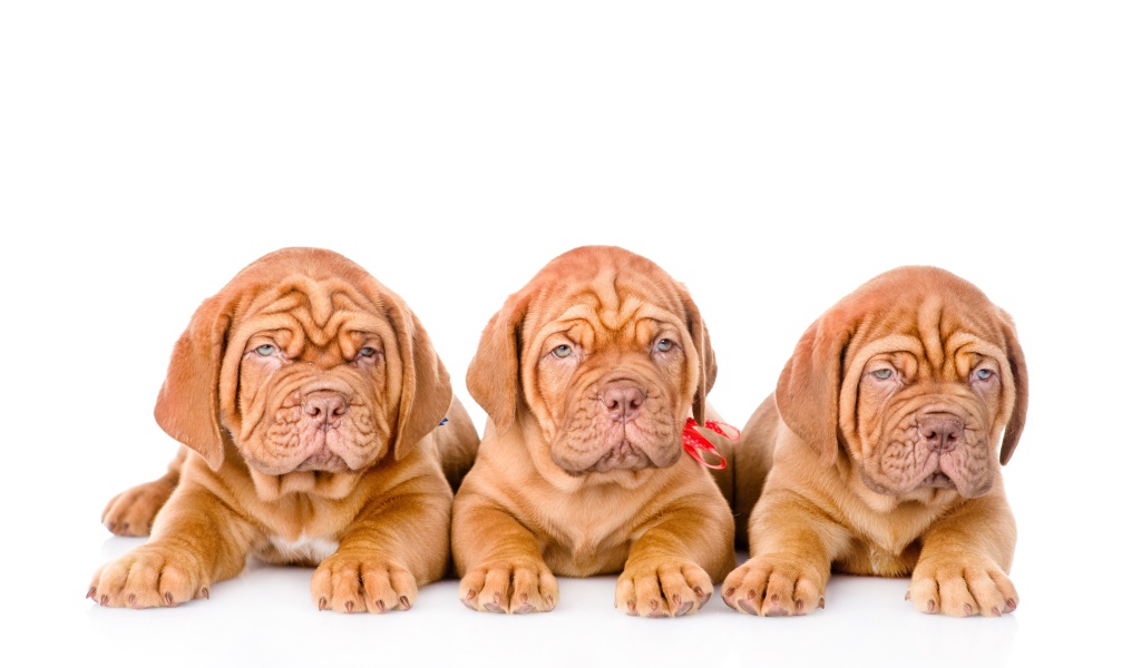 Три маленьких щенка породы Бордоский дог на белом фоне