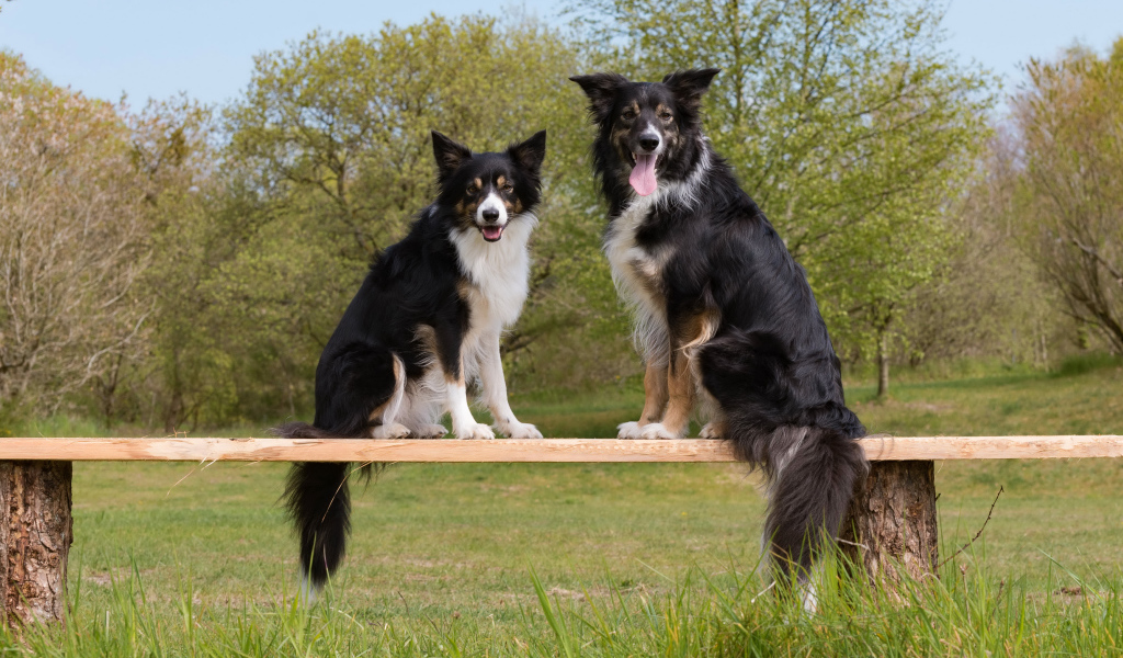 Две собаки породы бордер-колли сидят на деревянной лавке