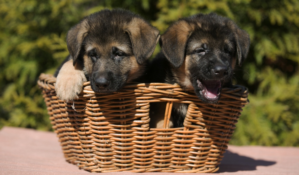 Два щенка немецкой овчарки в плетеной корзине 