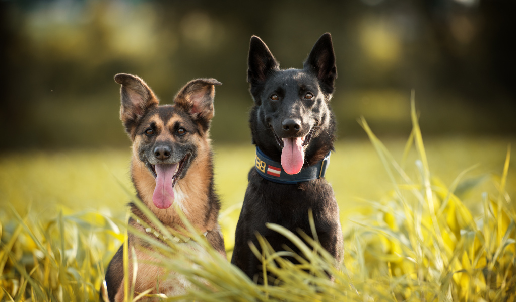 Две немецкая овчарки сидят в траве с высунутым языком