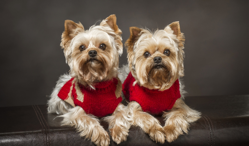 Два йоркширских терьера в красных свитерах