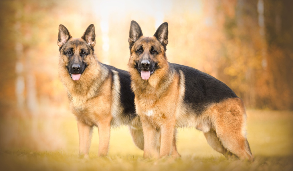 Две красивых немецких овчарки с высунутым языком