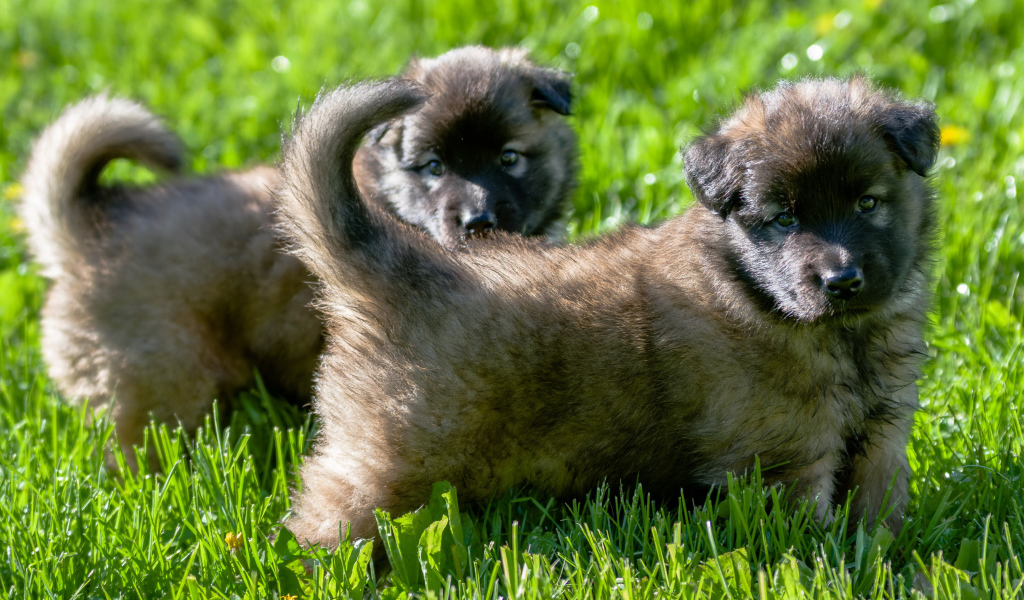 Два милых щенка немецкой овчарки на зеленой траве 