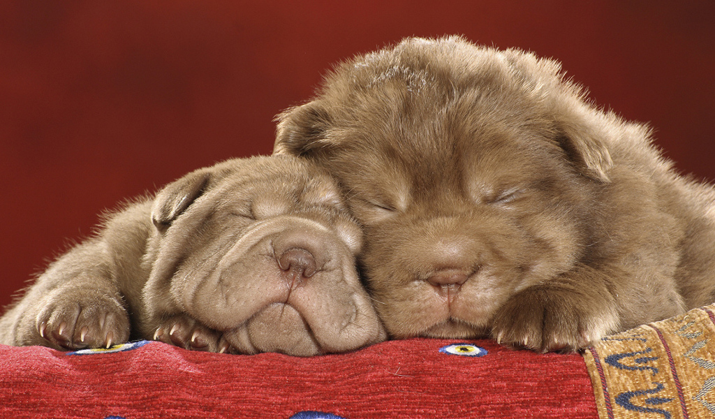 Два милых спящих щенка шарпея