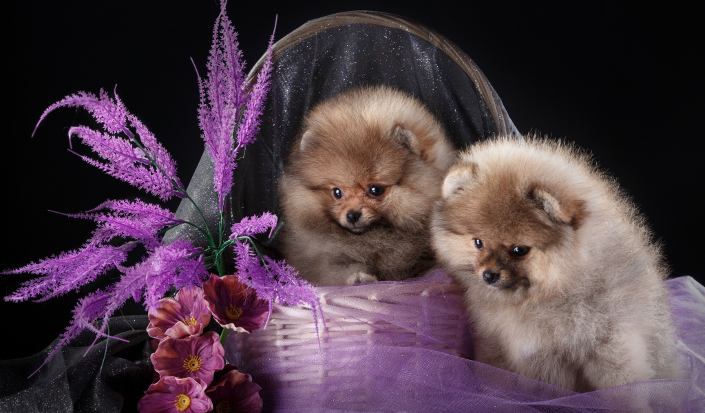 Два милых шпица в корзине с цветами