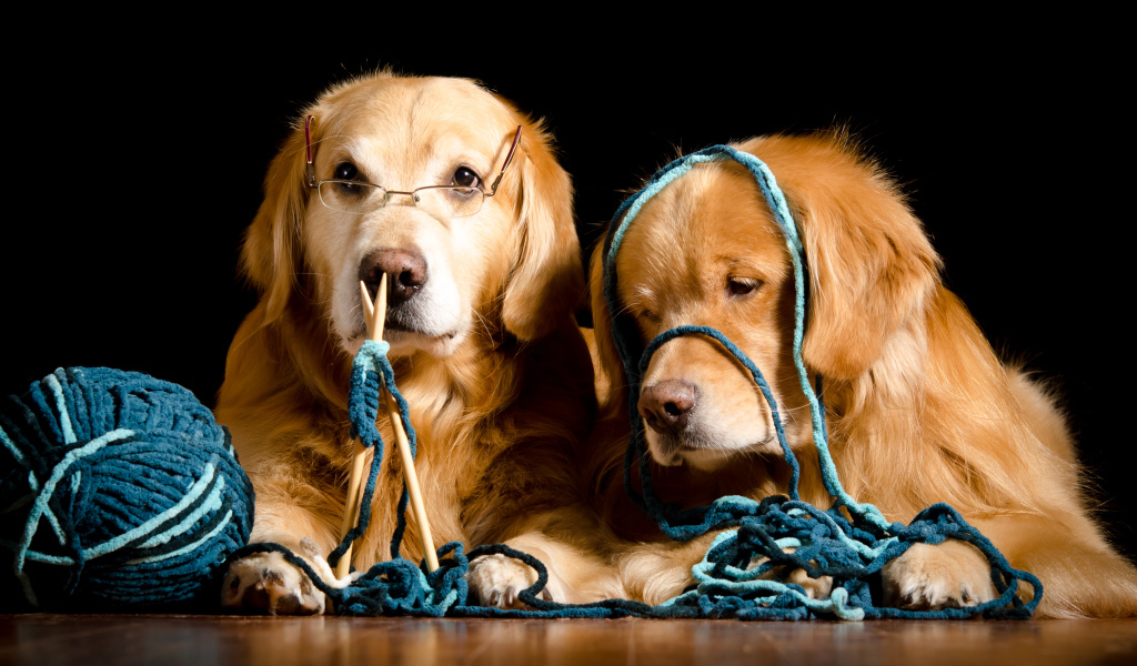 Две собаки породы золотистый ретривер со спицами и клубком ниток