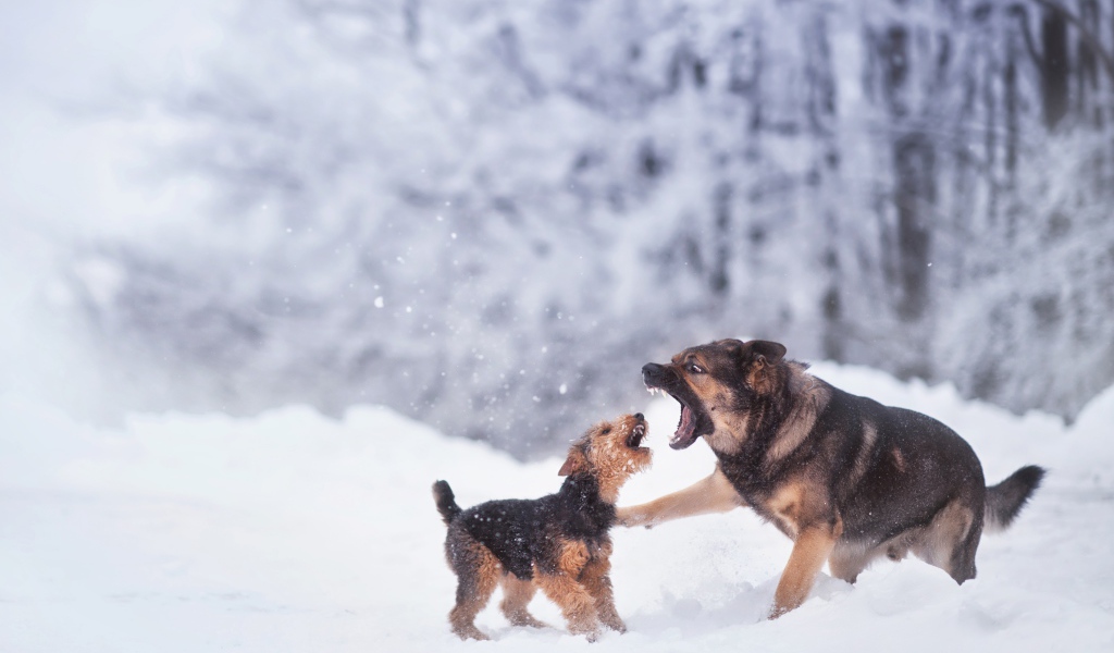 Две собаки играют на снегу