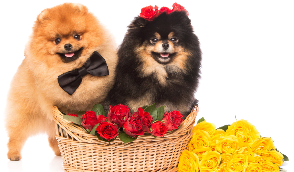 Две собаки породы шпиц с красными и желтыми розами