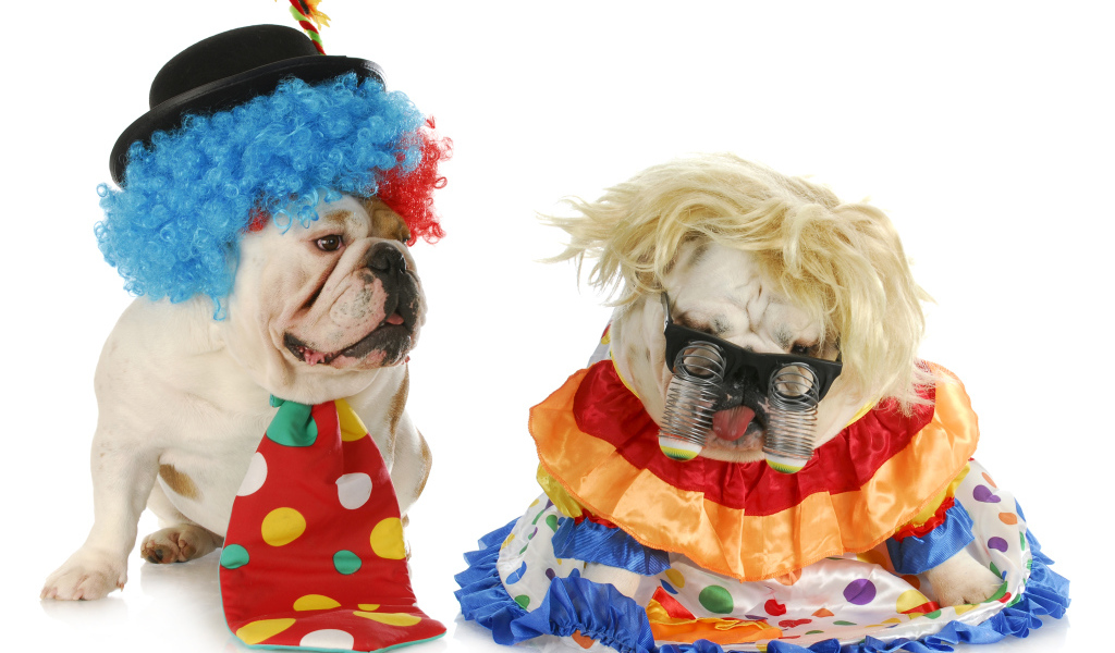 Два английских бульдога в маскарадных костюмах на белом фоне