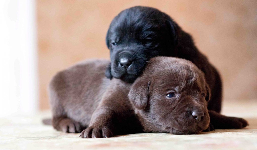 Два маленьких милых щенка лабрадора