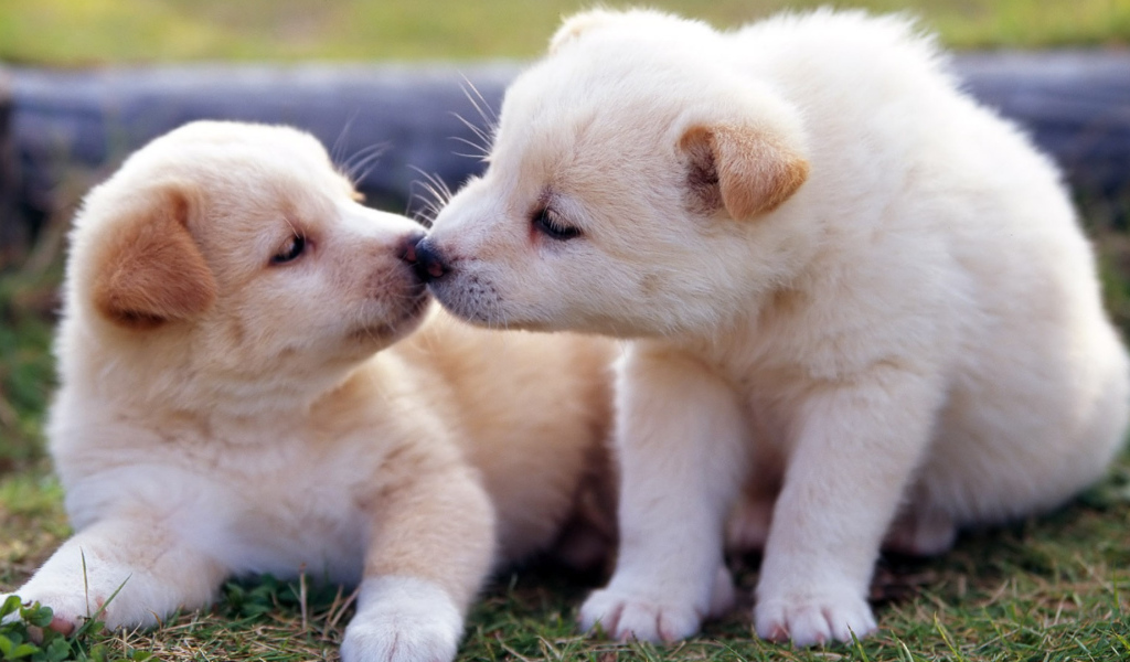 Два маленьких  забавных щенка золотистого ретривера 