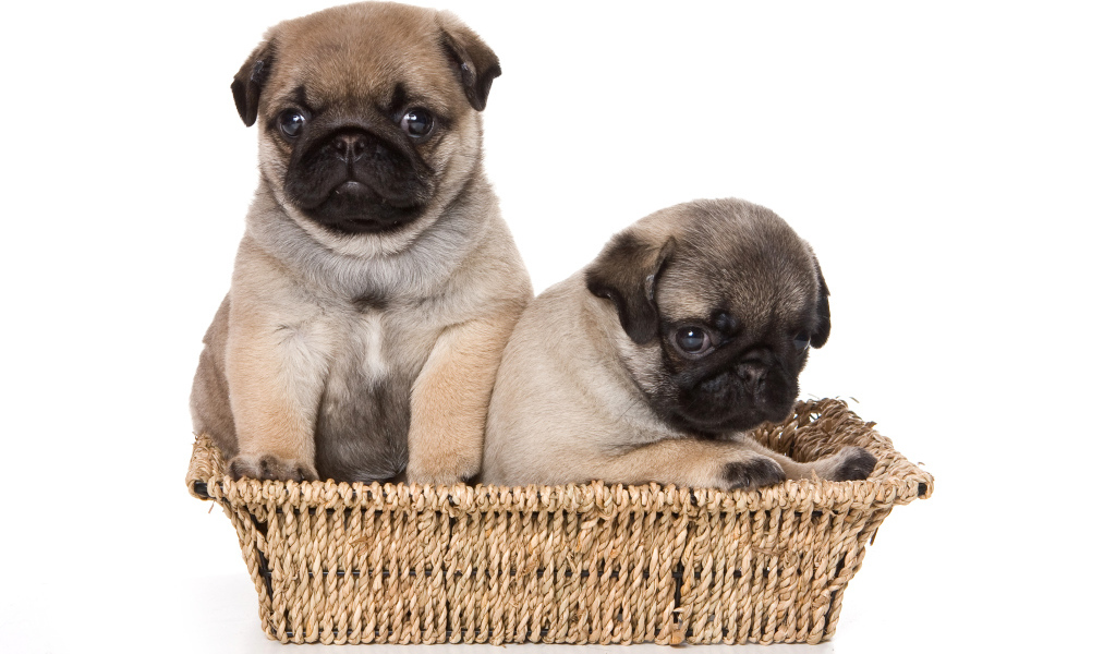 Два маленьких щенка мопса в корзине на белом фоне