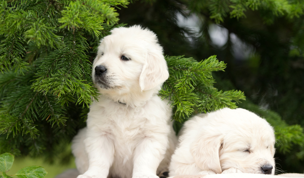 Два щенка золотистого ретривера у зеленой ветки ели