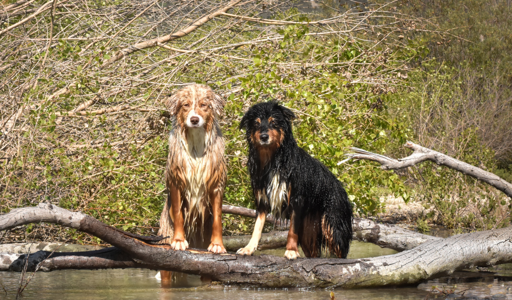 Две мокрые австралийские овчарки сидят у воды