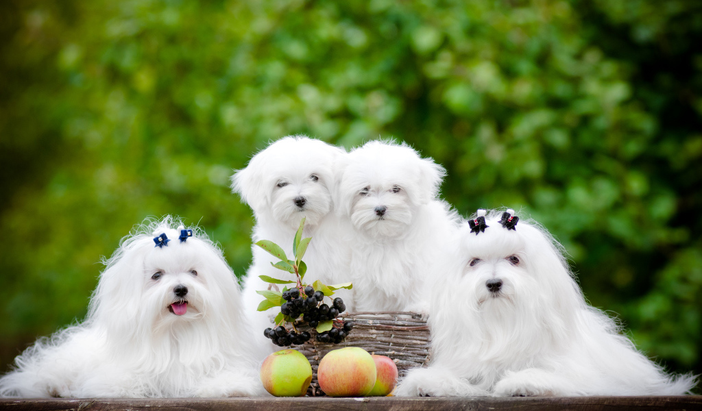 Две белых собаки породы Мальтийская болонка с щенятами