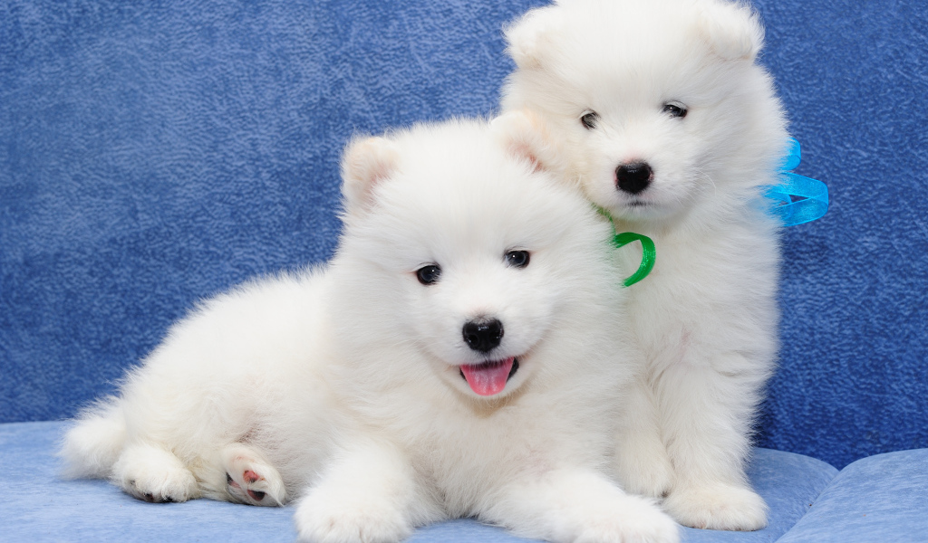 Два белых пушистых щенка самоедской лайки 
