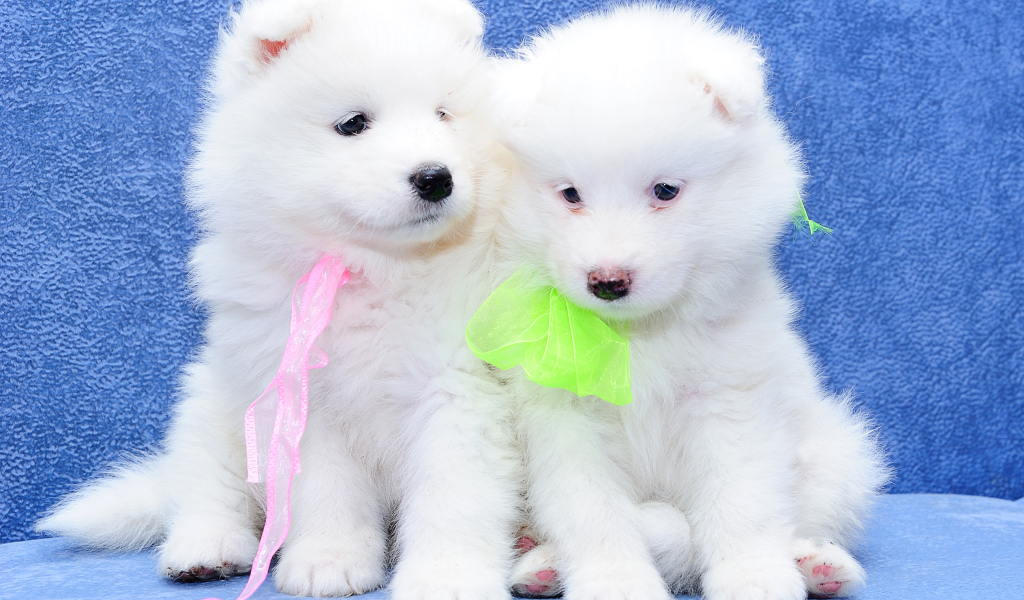 Два белых пушистых щенка самоедской лайки на голубом фоне