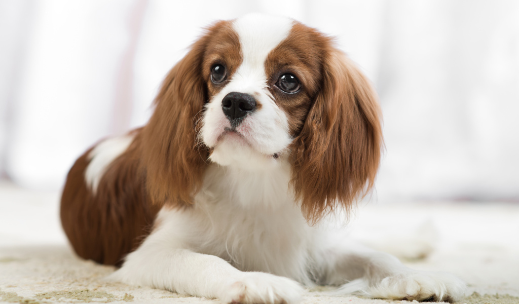 Взгляд собаки породы Кинг чарльз спаниель