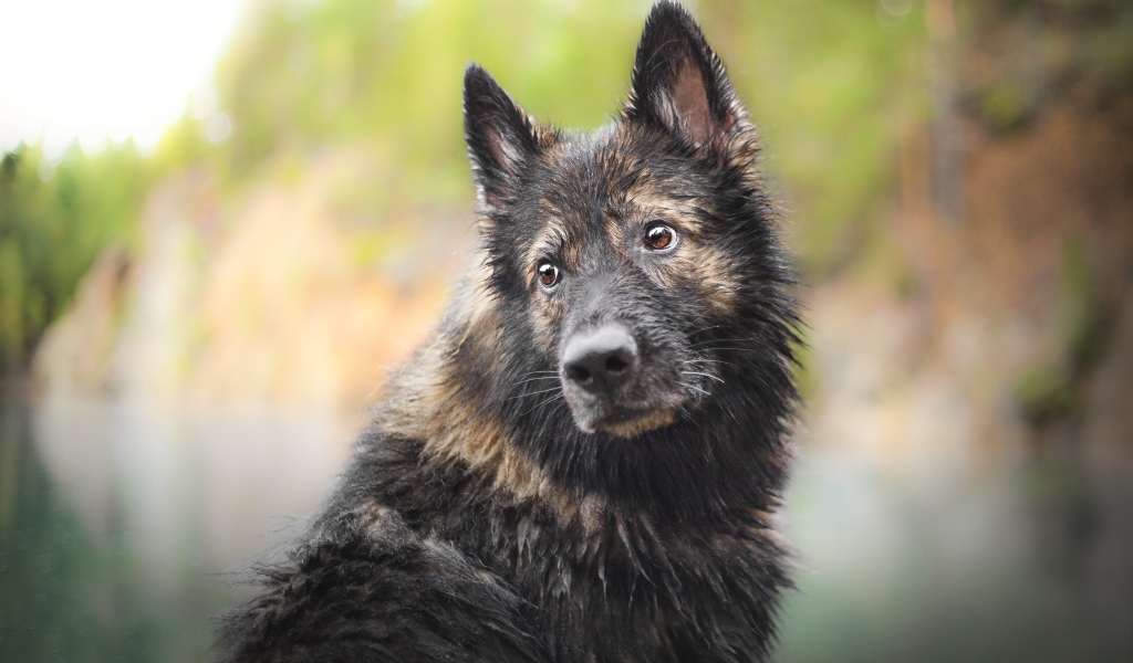 Мокрая большая собака с грустной мордой