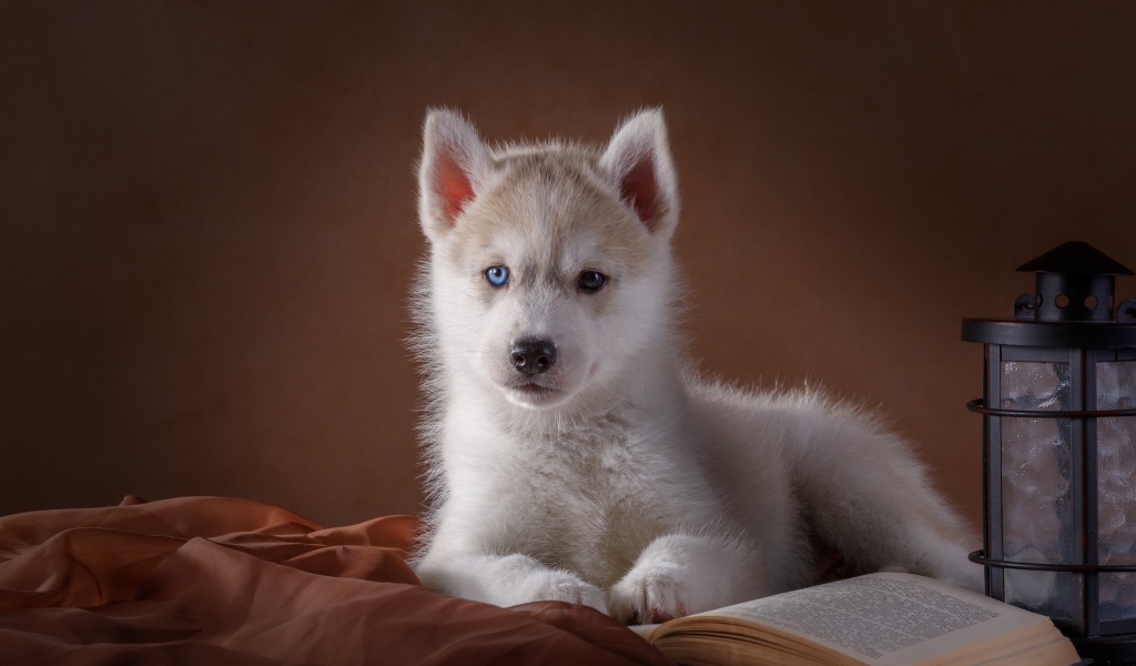 Белый щенок хаски с книгой