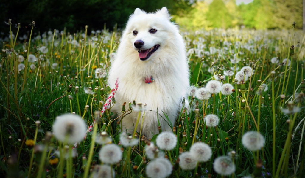 Белая собака на поле одуванчиков 