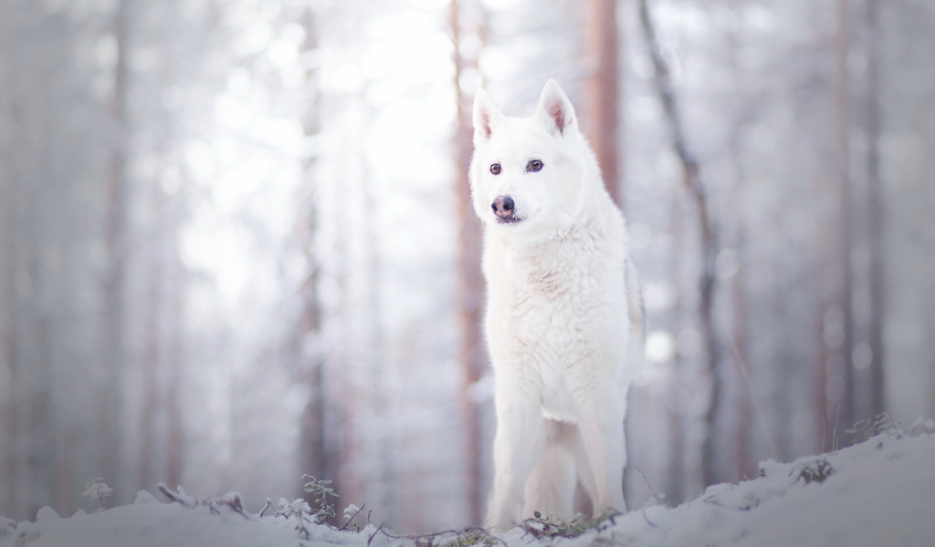 Белая собака стоит на снегу в лесу