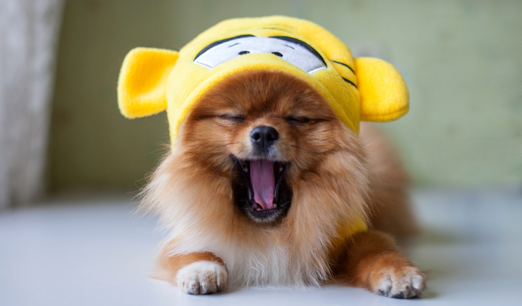 Зевающий шпиц в забавной желтой шапке