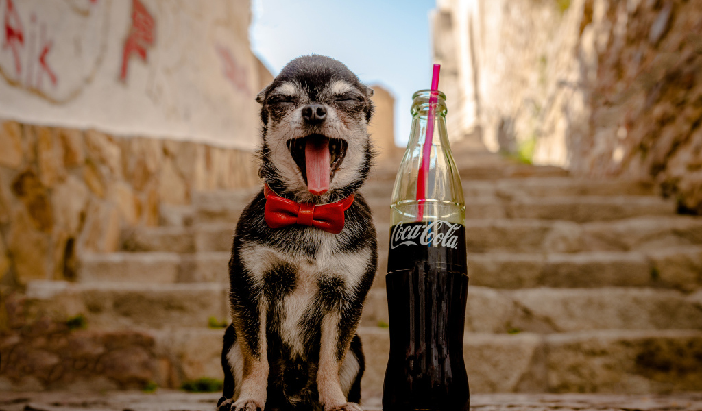 Зевающий чихуахуа с бутылкой  Coca-Cola с трубочкой