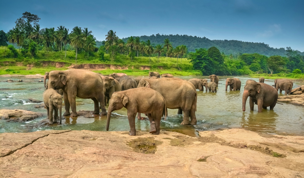 Стадо слонов купается в водоеме