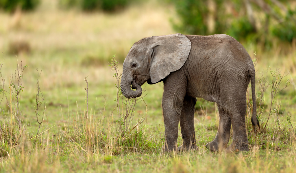 Маленький серый слоненок идет по траве