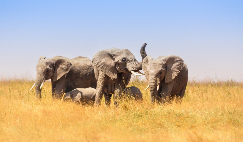 Большие слоны и маленькие слонята в африканской саванне 