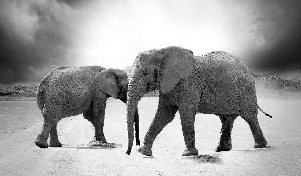 Слоны на дороге черно - белое фото 