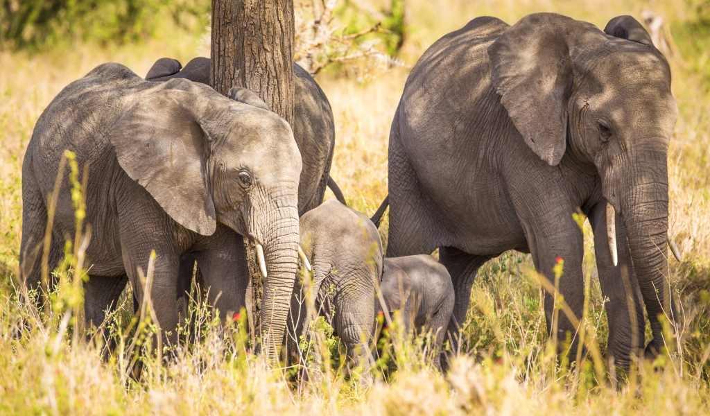 Семья больших серых слонов у дерева