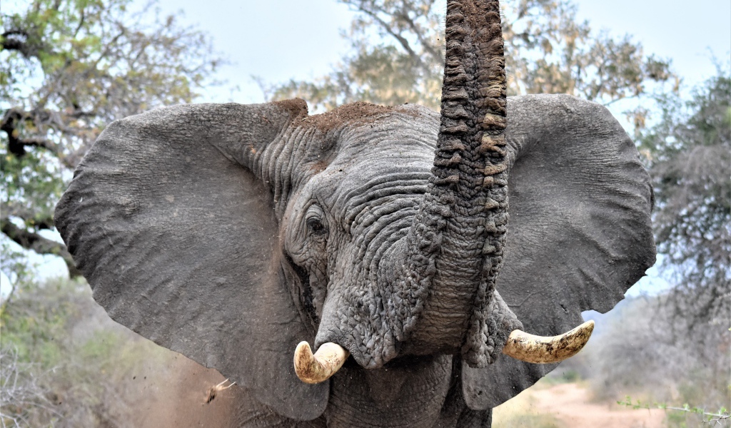 Большой серый слон с поднятым хоботом