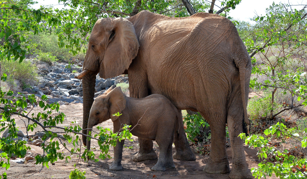 Мама слон с маленьким слоненком