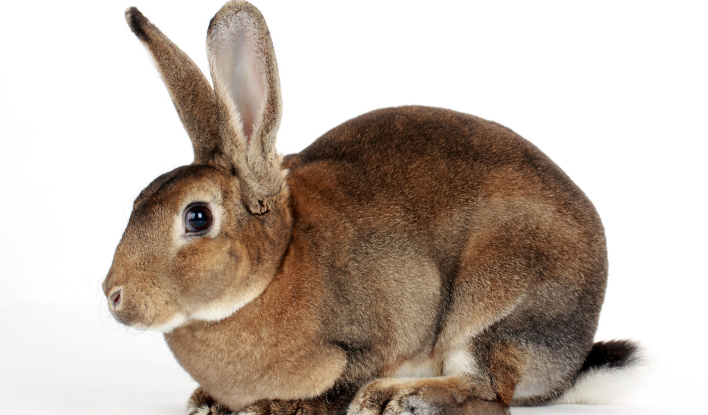 Большой кролик на белом фоне