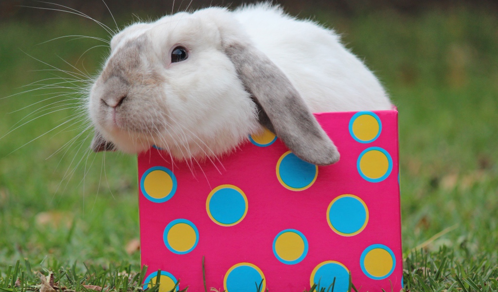 Забавный декоративный кролик сидит в разноцветной коробке