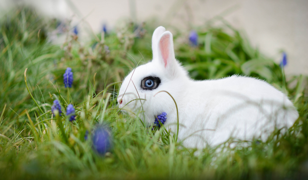 Белый голубоглазый декоративный кролик в зеленой траве