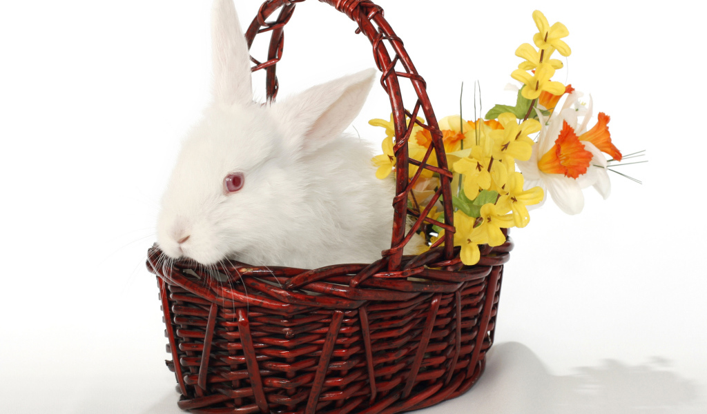 Белый кролик в корзине с цветами на белом фоне