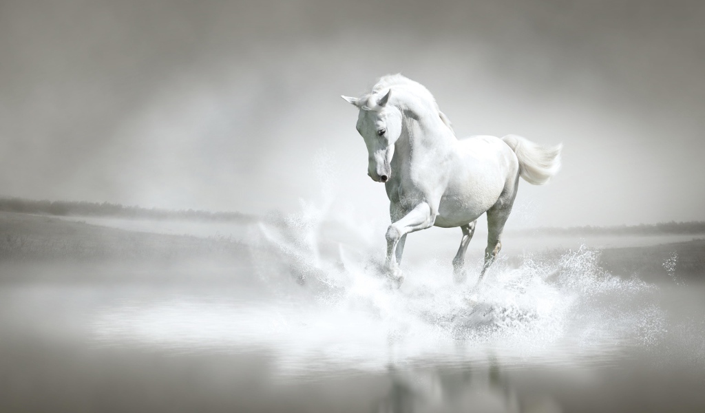 Красивый белый конь бежит по воде