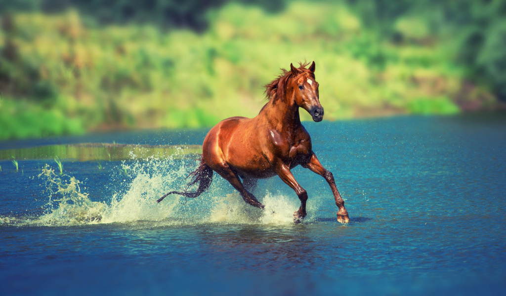 Коричневая лошадь скачет по воде