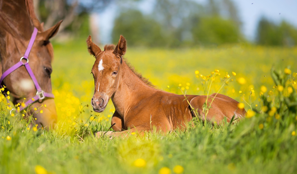 Маленький коричневый жеребенок лежит на зеленой траве 