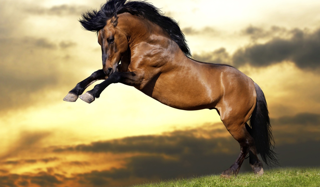 Красивый коричневый конь с черной гривой  встал на дыбы 