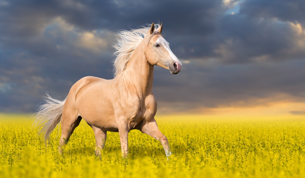 Красивая лошадь скачет по полю с желтыми цветами на фоне красивого неба