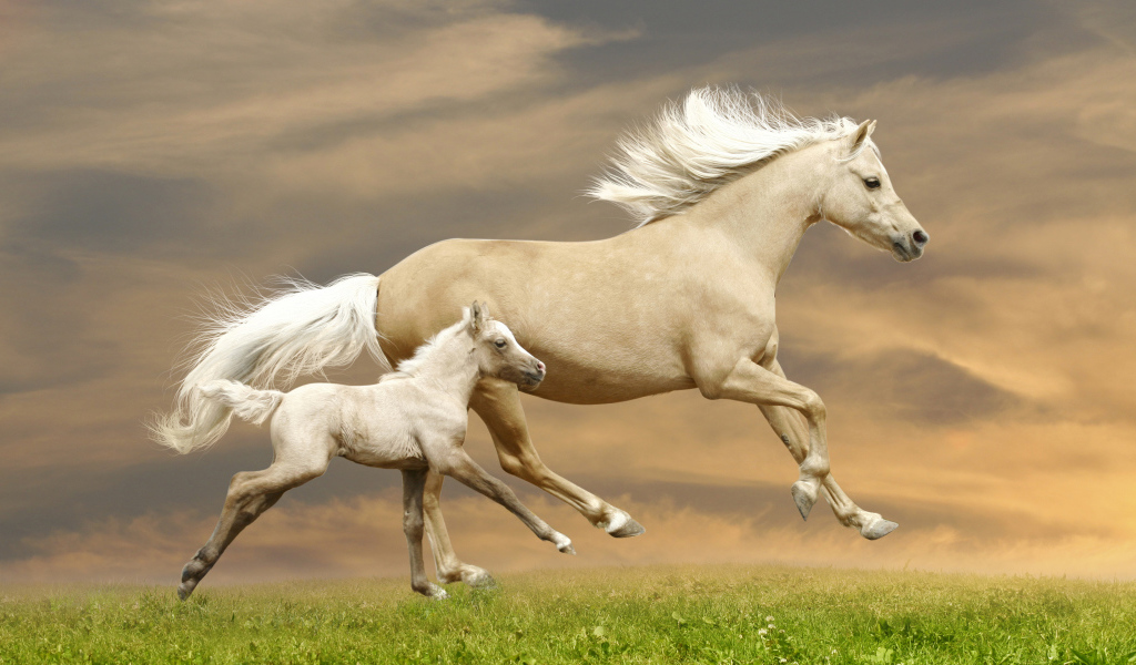 Красивая лошадь с жеребенком скачут по зеленой траве