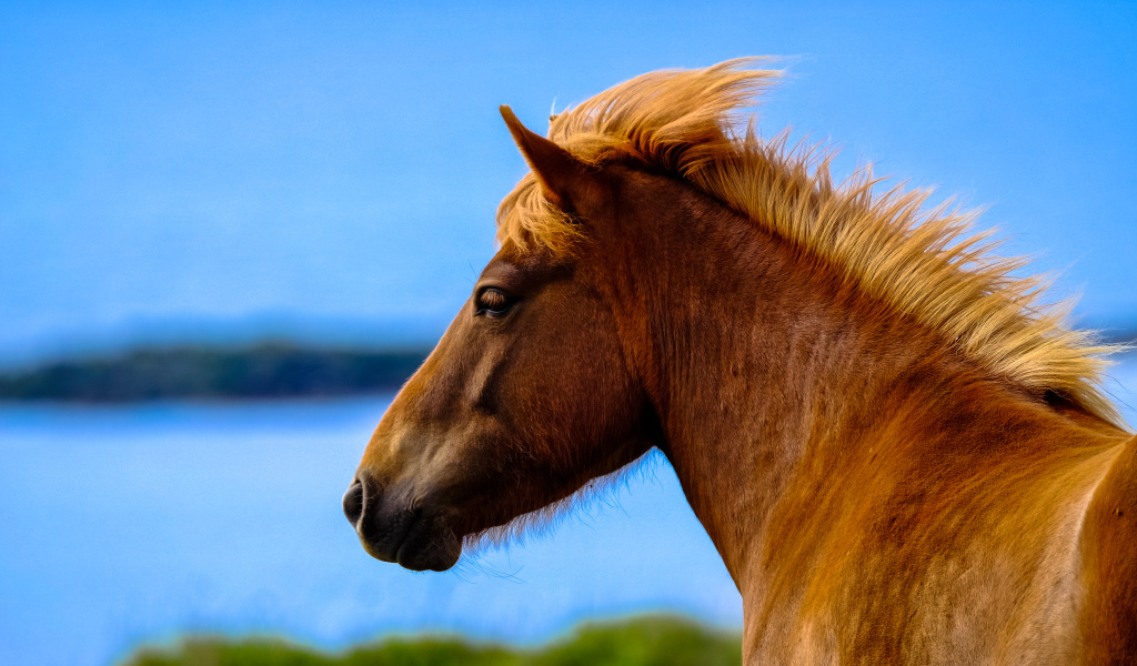 Голова лошади на фоне голубого неба крупным планом