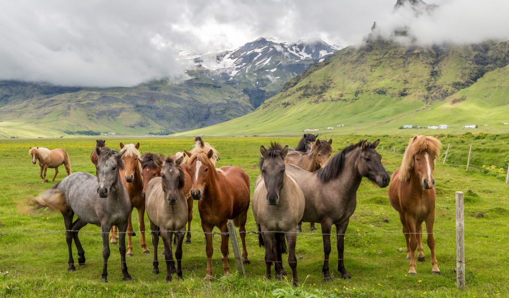 Табун лошадей в покрытых зеленью горах